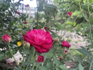 A vibrant close-up of blooming red roses, showing a range of sizes and stages from fully opened blooms to tight buds.
