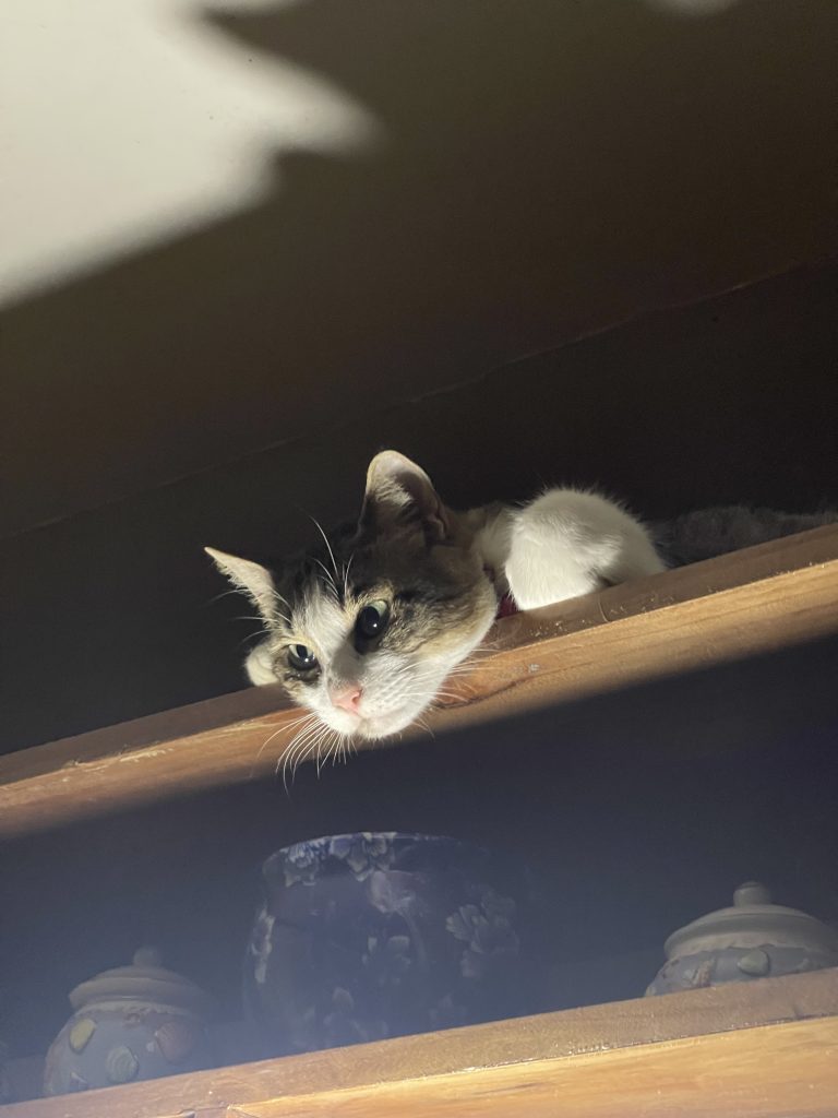 A cat sneaking across the top of the cabinet.
