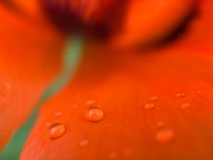 Closeup of water droplets on the petal of a poppy.