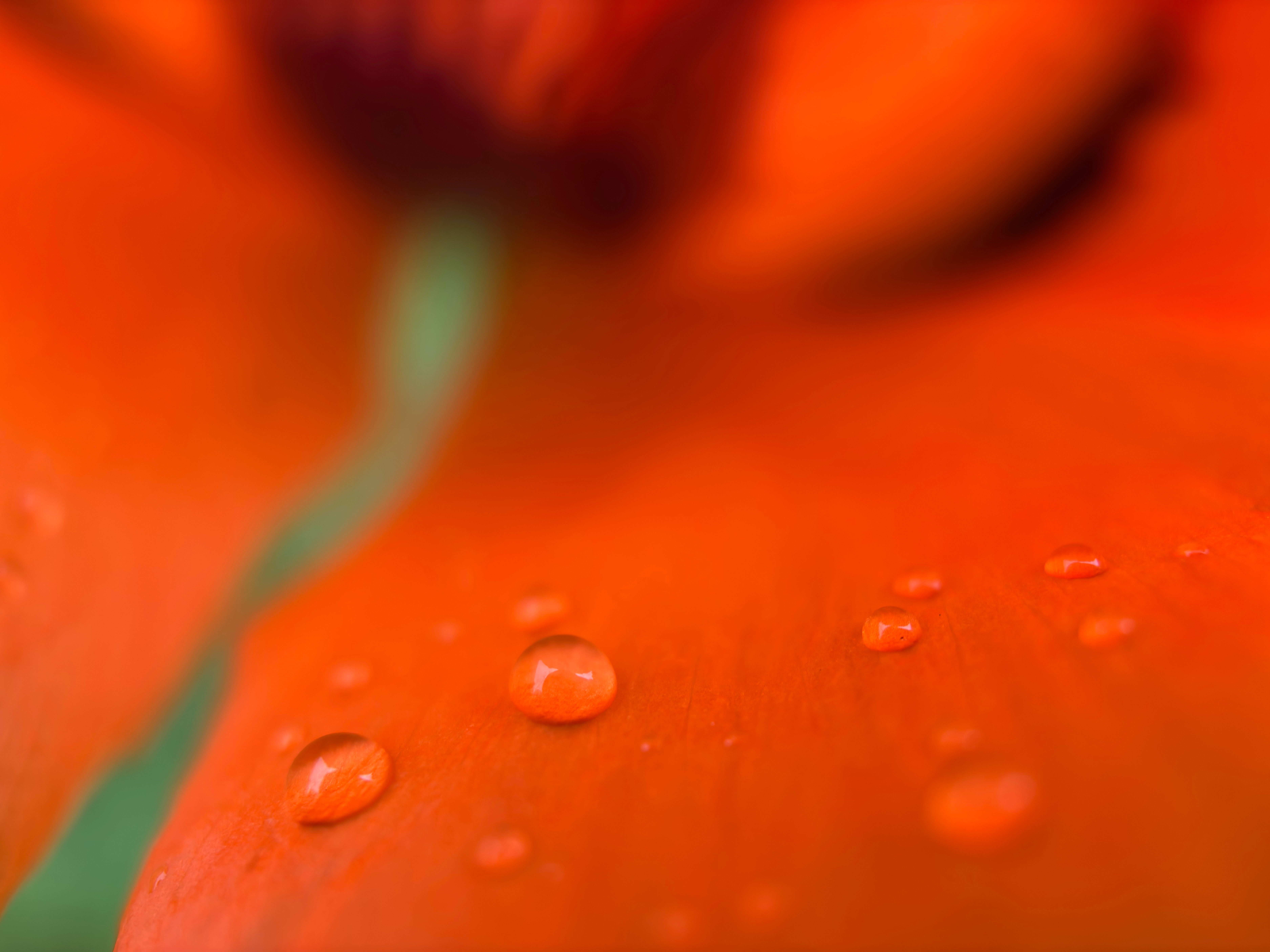 Closeup of water droplets on the petal of a poppy.