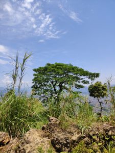 A scenic view from a hillside featuring a large, lush green tree surrounded by tall grass and rocky terrain.