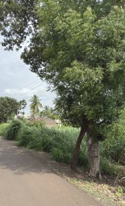 A rural road lined with greenery features a large tree on the right side. 

