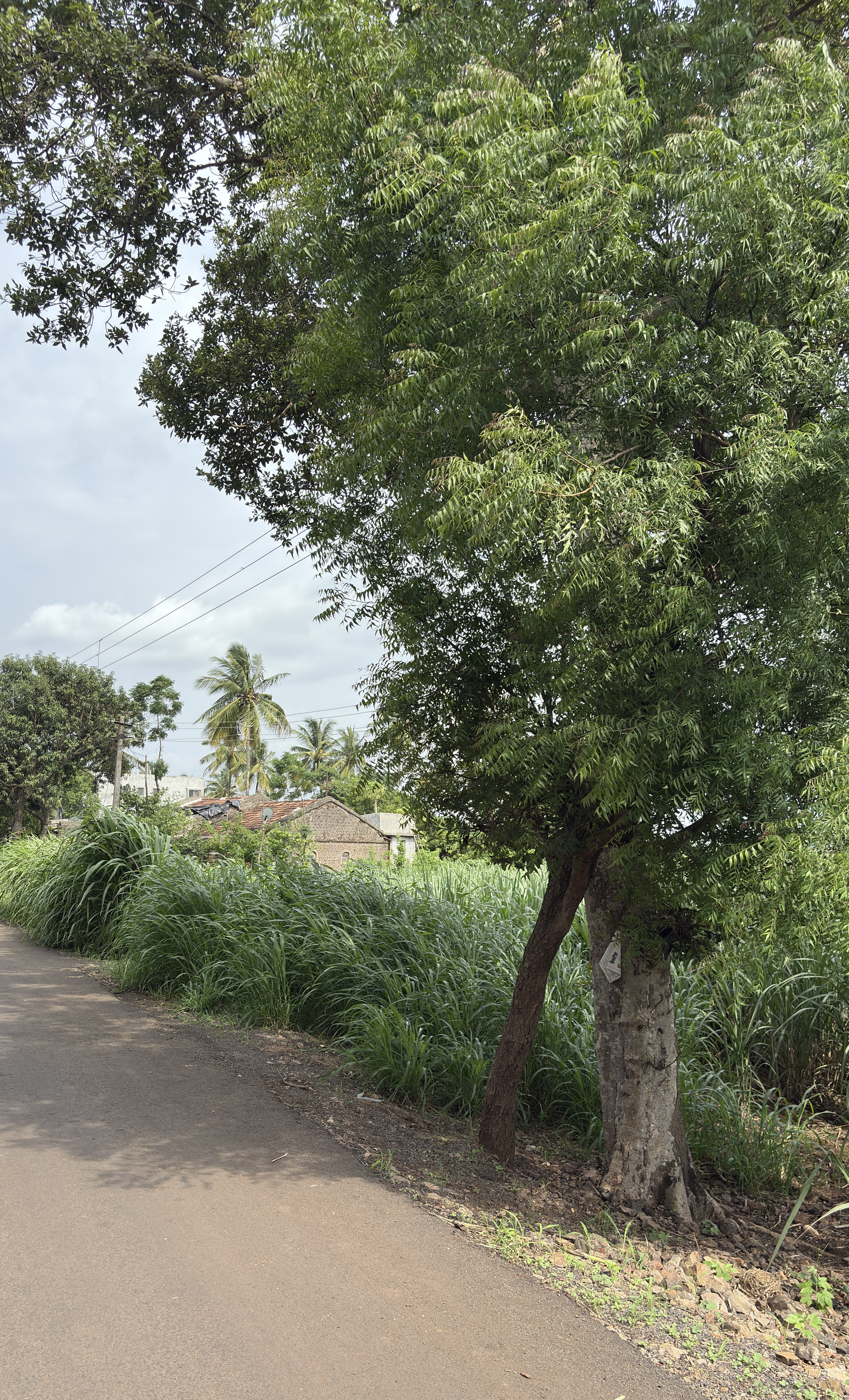 A rural road lined with greenery features a large tree on the right side.