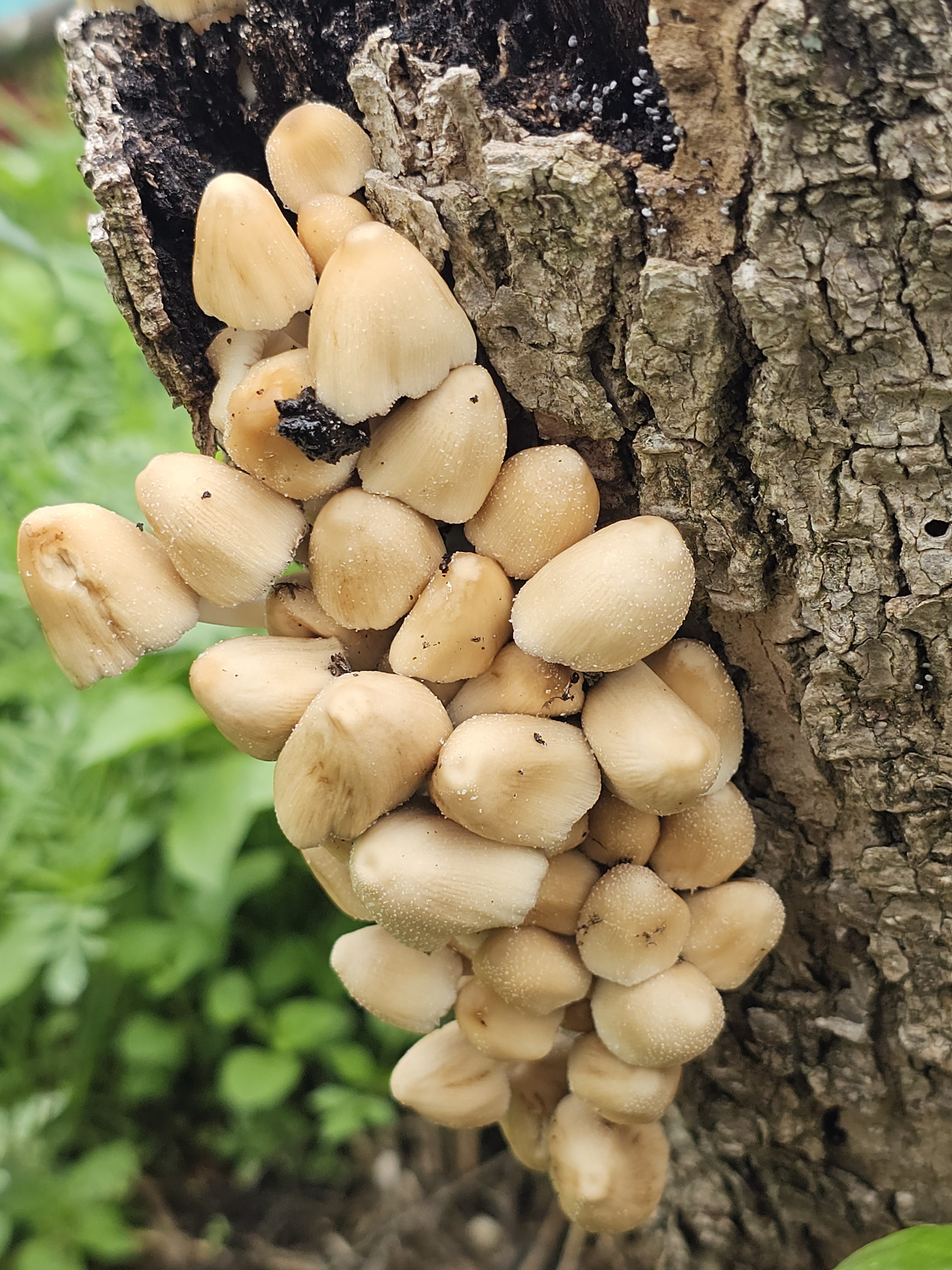 A cluster of light brown mushrooms grows on the side of a tree trunk. The mushrooms are tightly packed together, with some showing darker spots, and are surrounded by a backdrop of green foliage. Captured from Ooty, Tamil Nadu.