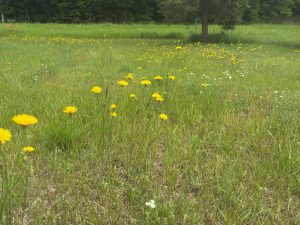 A grassy lawn covered in yellow and white flowers.