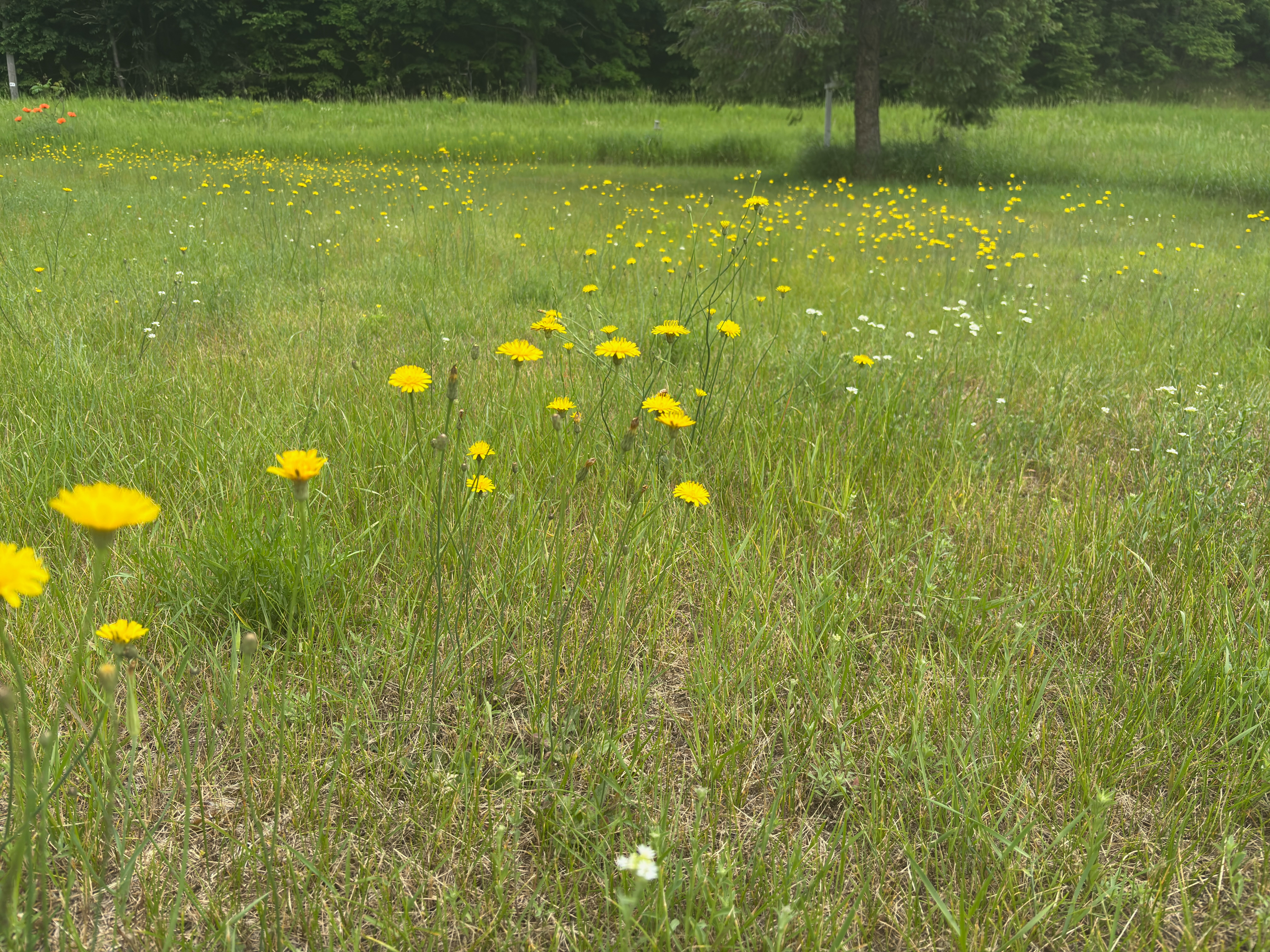 A grassy lawn covered in yellow and white flowers.
