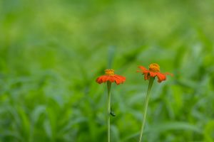 Two bright orange flowers rise amid lush green grass and foliage.