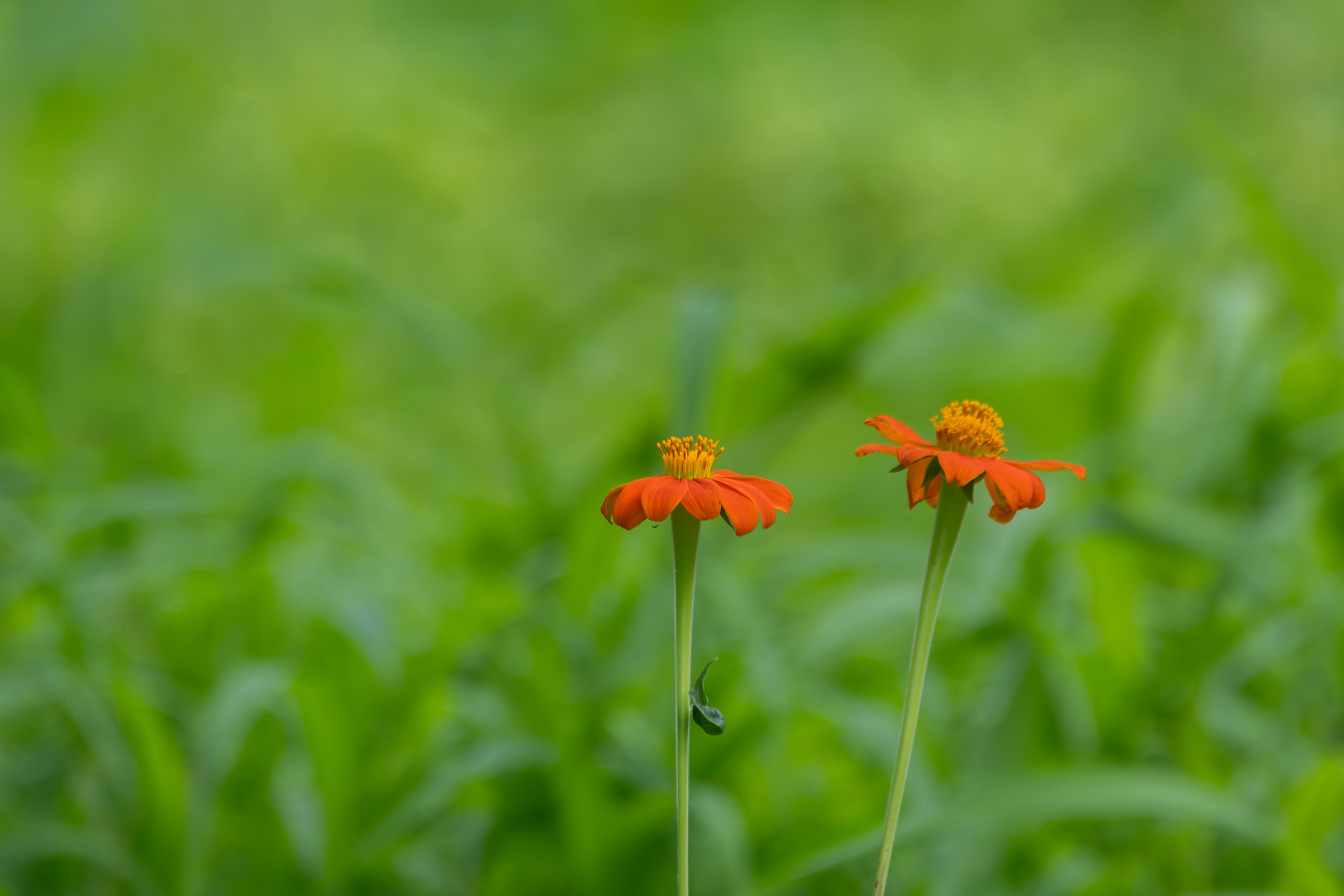 Two bright orange flowers rise amid lush green grass and foliage.
