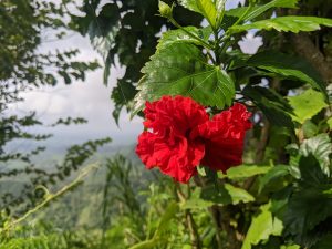 A bright red double hibiscus flower hangs from a branch with green leaves against a blurred natural background.