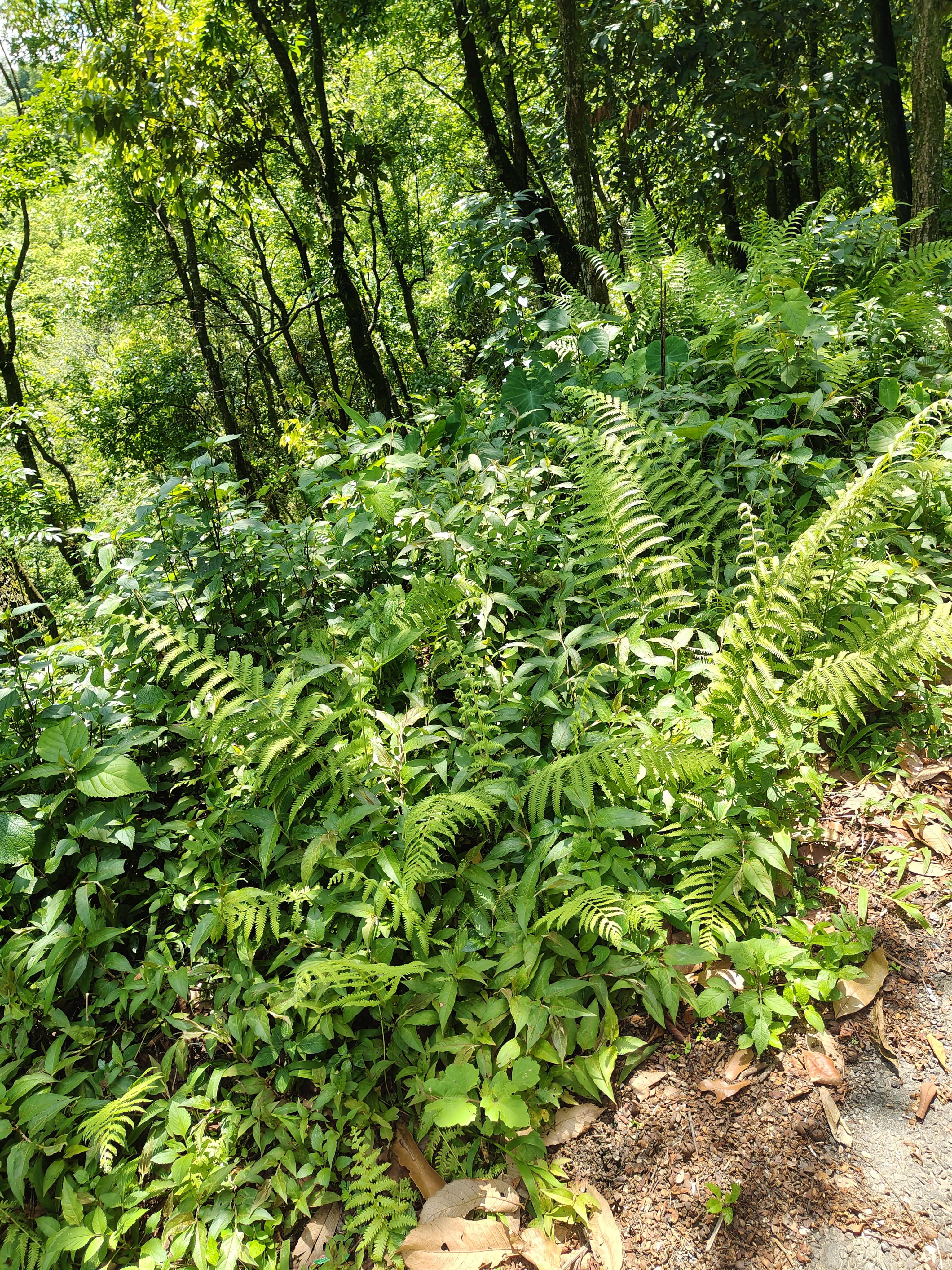A lush, green landscape featuring various ferns and leafy plants, set in a dense forest. Sunlight filters through the trees above, casting a warm light on the vibrant foliage.