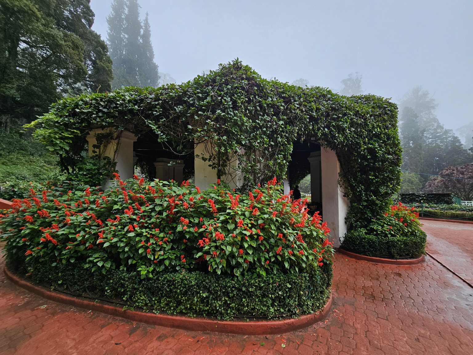 A garden gazebo or pergola covered in green vines, with bright red flowers in front. The structure has a walkway and is surrounded by trees, with a red brick path leading to it. Captured from the Government Botanical Garden, Ooty, Tamil Nadu.