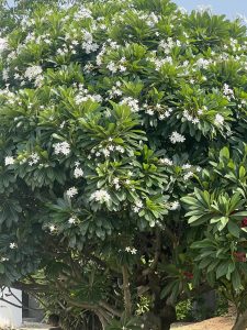 A large flowering tree with dense green foliage, featuring clusters of white flowers. 
