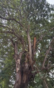 A large, leafy tree with a thick trunk and many branches extending upward.
