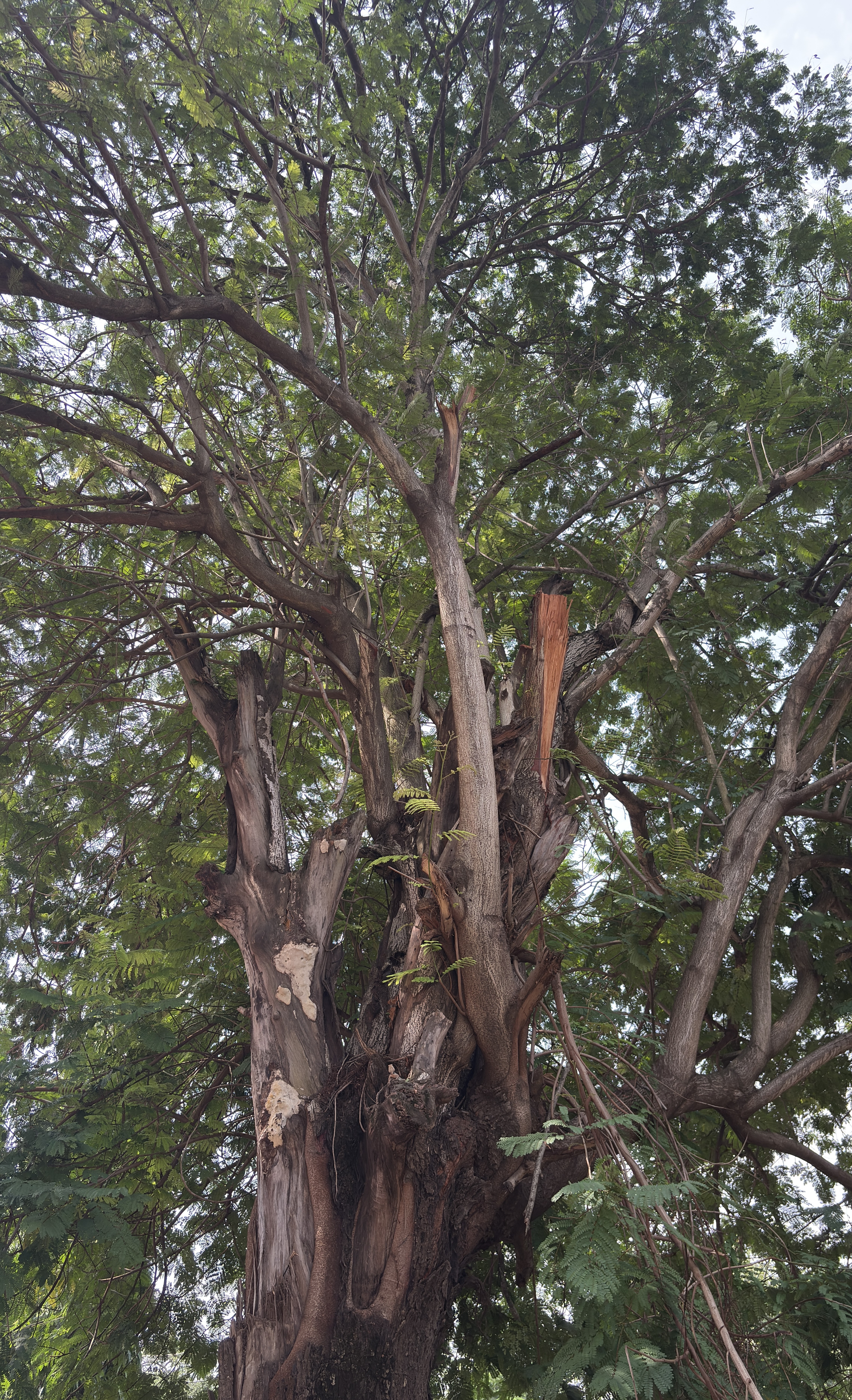 A large, leafy tree with a thick trunk and many branches extending upward.