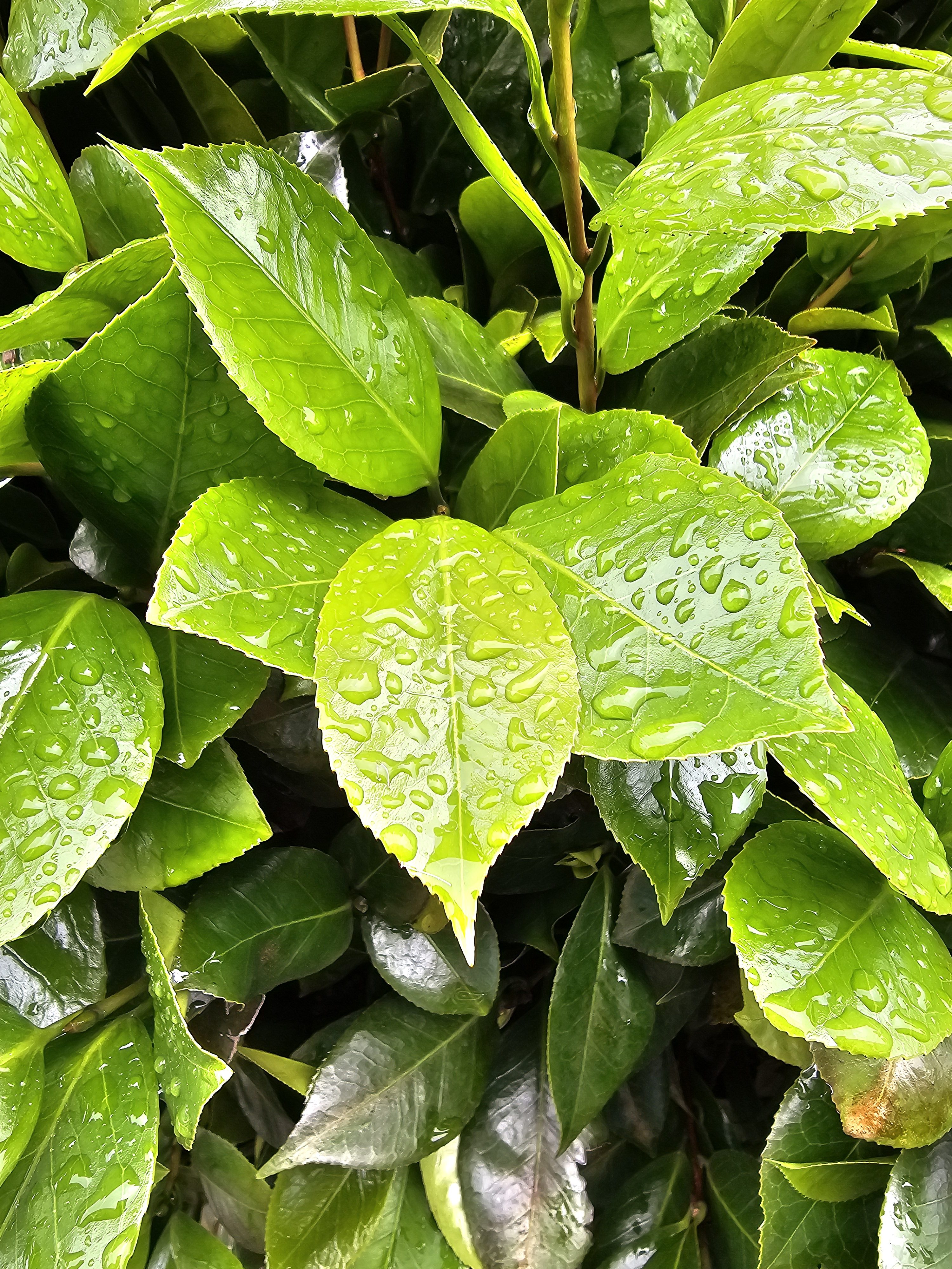 A close-up view of vibrant green leaves covered in water droplets, after a rain shower. Captured from Ooty, Tamil Nadu.