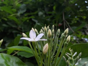 A White Rangoon flower blooms among many green buds and lush foliage in a close-up shot.