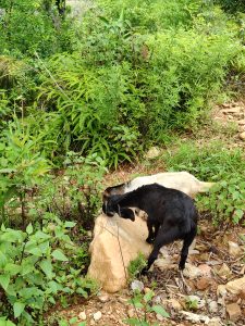 Two goats, one black and one white, are seen grazing near a large rock surrounded by lush green foliage and various plants.