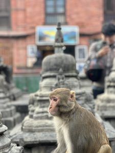 A monkey sits thoughtfully on a stone structure at Swayambhu, gazing to the side.