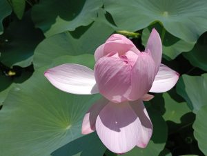 A close-up of a pink ogha lotus flower, partially open, surrounded by large green leaves. The sun casts soft shadows on the petals, highlighting their delicate texture and colors. Chiba Park.