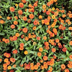 A dense bed of vibrant orange narrowleaf zinnias in full bloom. The flowers are densely packed, creating a rich tapestry of color against the green foliage. An early morning scene from the Government Botanical Garden, Ooty, Tamil Nadu.
