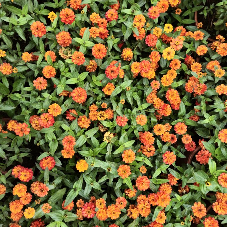 A dense bed of vibrant orange narrowleaf zinnias in full bloom. The flowers are densely packed, creating a rich tapestry of color against the green foliage. An early morning scene from the Government Botanical Garden, Ooty, Tamil Nadu.