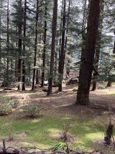 A serene forest scene featuring tall, evergreen trees with dense foliage.