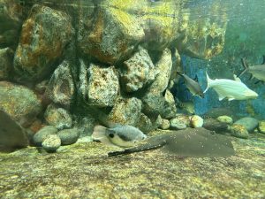 An underwater scene featuring various fish swimming around a rocky backdrop.
