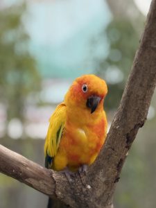 A colorful parrot with bright orange and yellow plumage perched on a branch