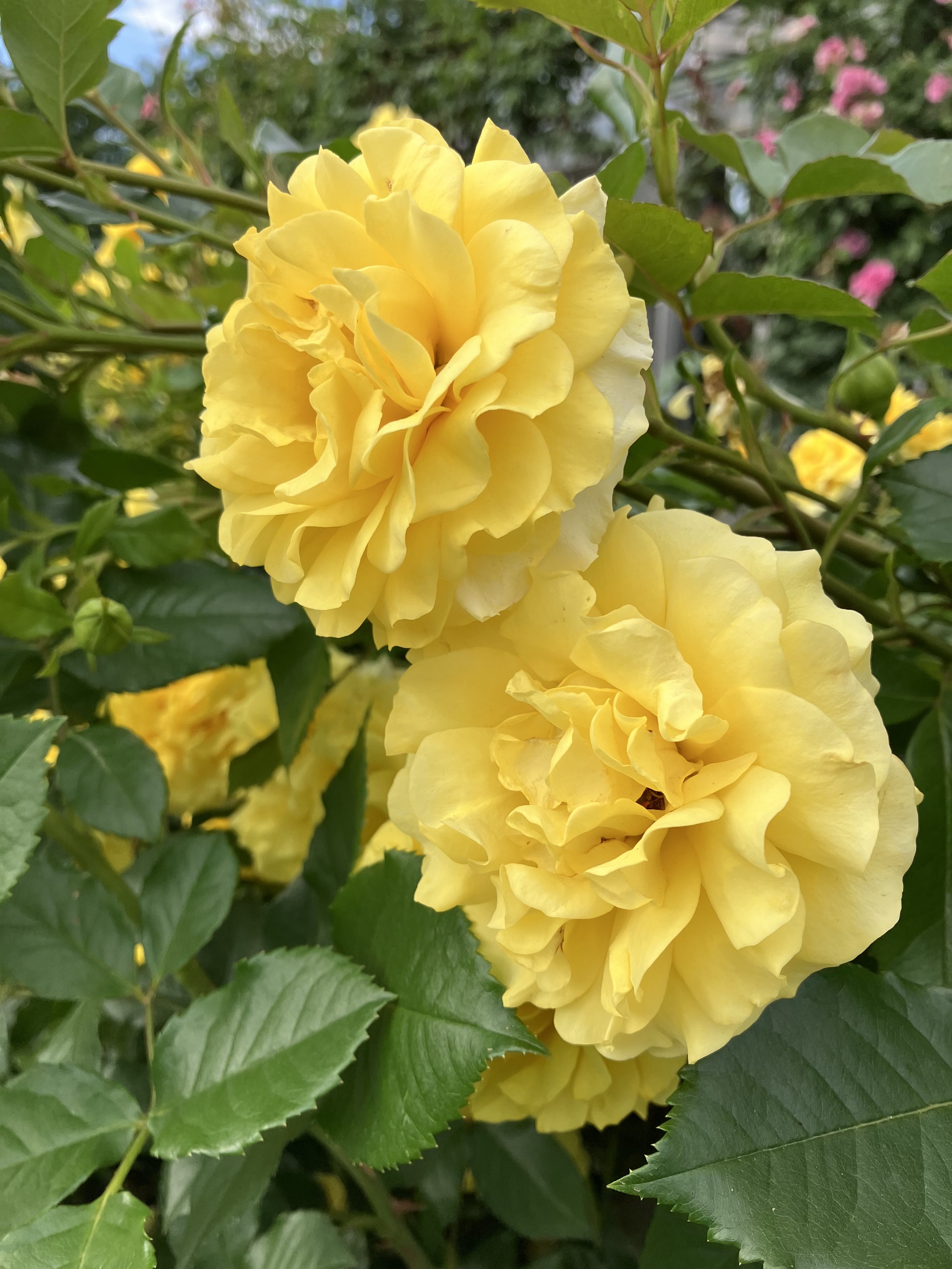 Two vibrant yellow roses in full bloom, surrounded by green leaves.