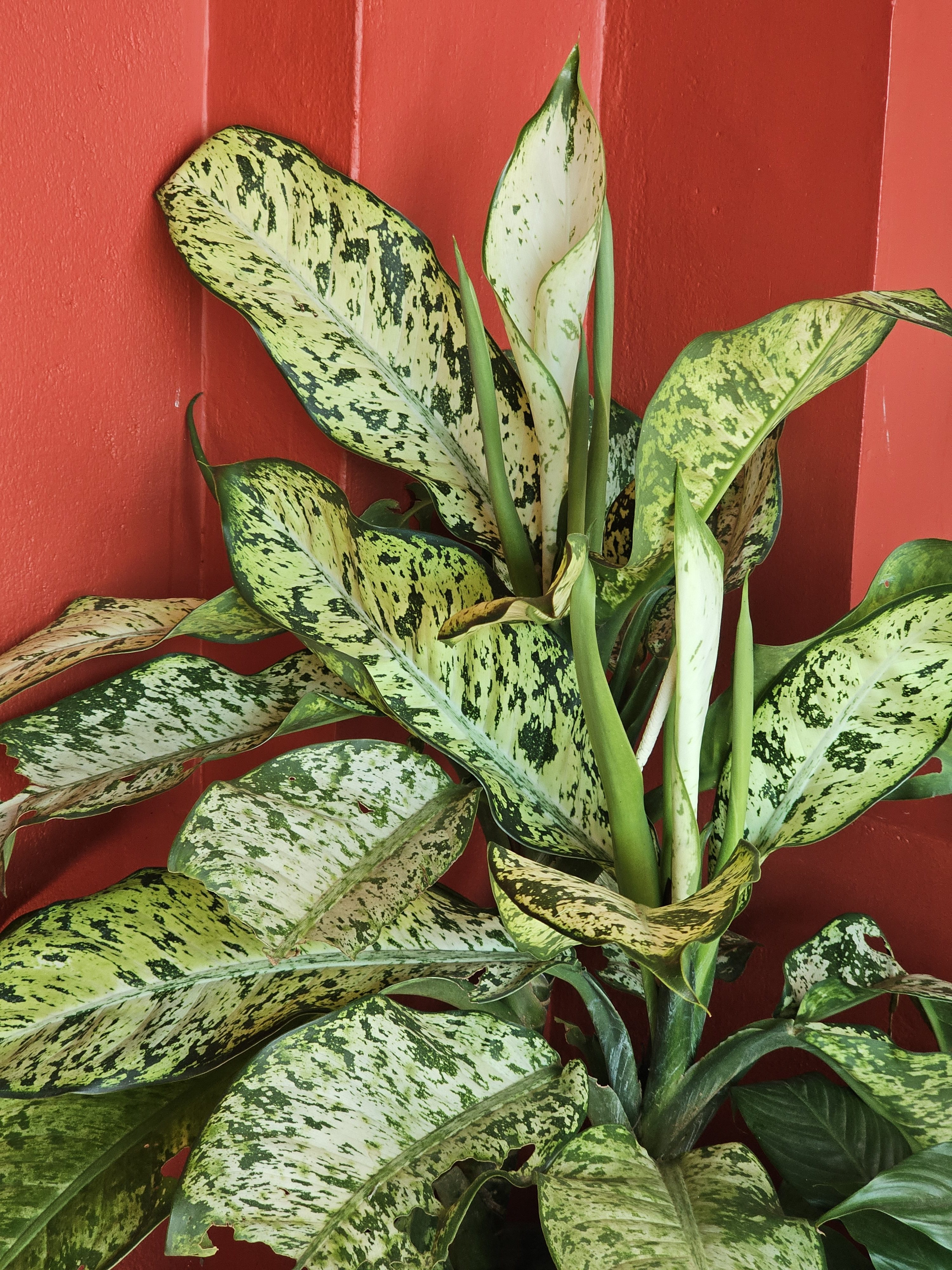 Dieffenbachia plant with large, speckled leaves, positioned against a red wall. The plant has several new shoots emerging from the center, indicating growth. Photo taken in Gudalur, Tamil Nadu.
