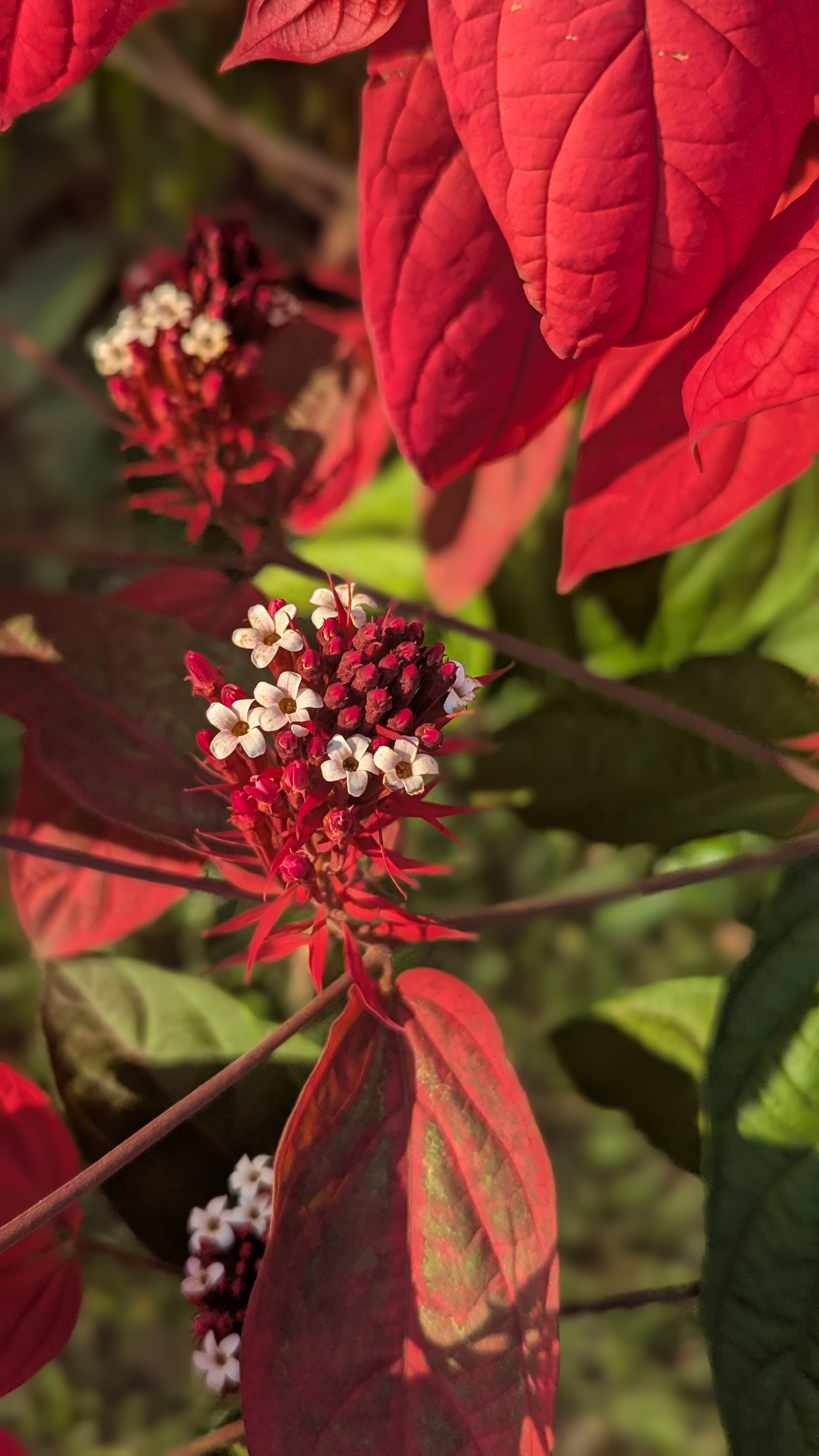 A close-up image of vibrant red leaves surrounding clusters of small white flowers and dark red buds.