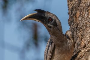 A close-up of Grey Hornbill Bird with a prominent, curved beak and striking red eyes, perched next to a tree trunk. The bird has a light gray plumage, and the texture of the tree bark is visible in the background. The image captures the bird's facial features and the details of its beak against a blurred backdrop of blue sky and foliage.