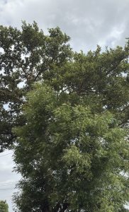 A lush green tree with thick branches and dense foliage under a partly cloudy sky
