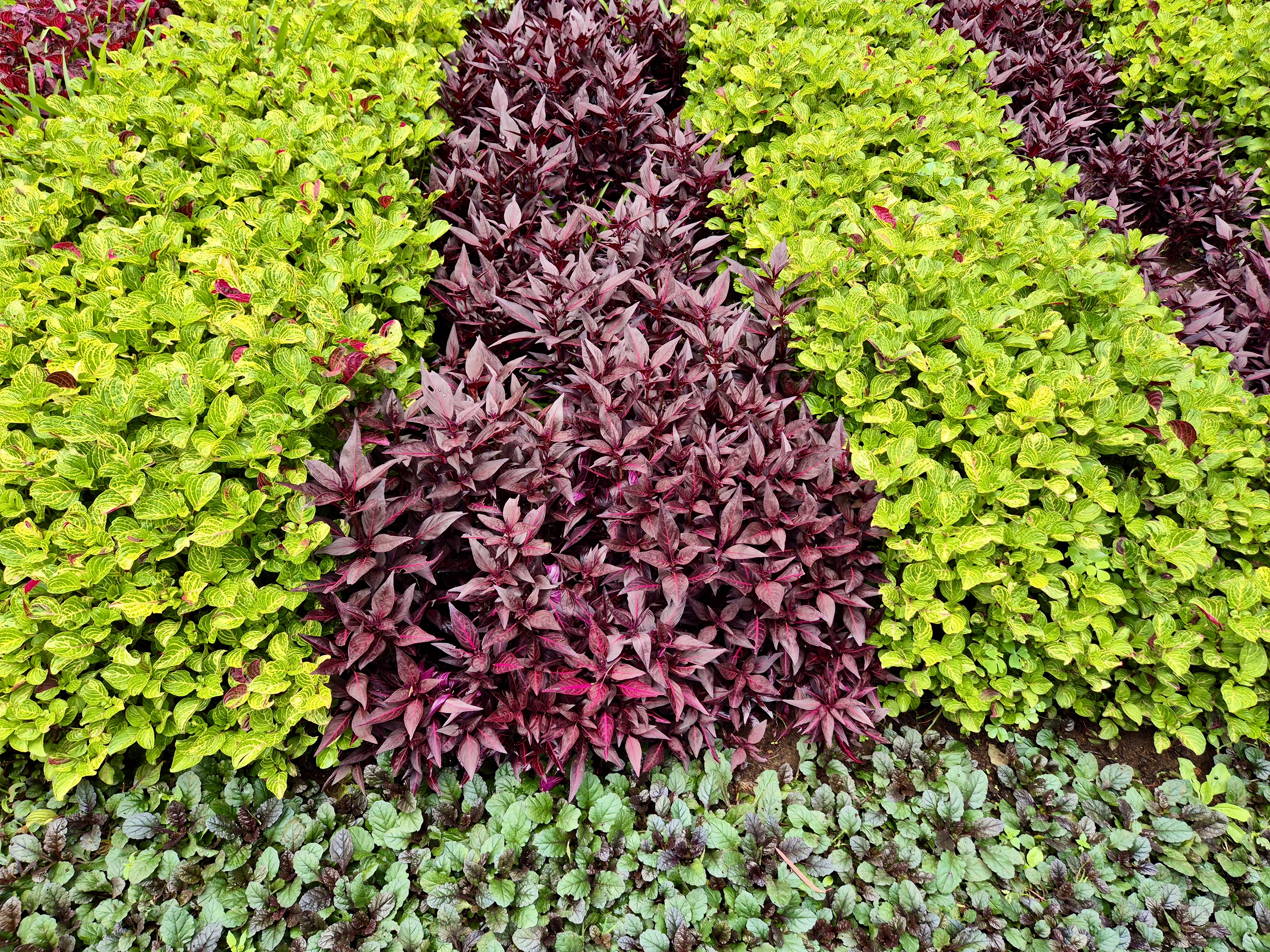 A colorful garden bed of green and burgundy plants, arranged beautifully at Ooty’s Government Botanical Garden.