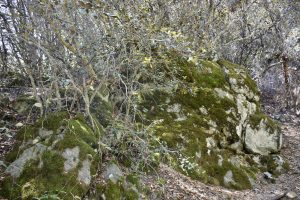 Moss-covered rocks and sparse trees create a dense, wild scene in Cyprus's Troodos Mountains.