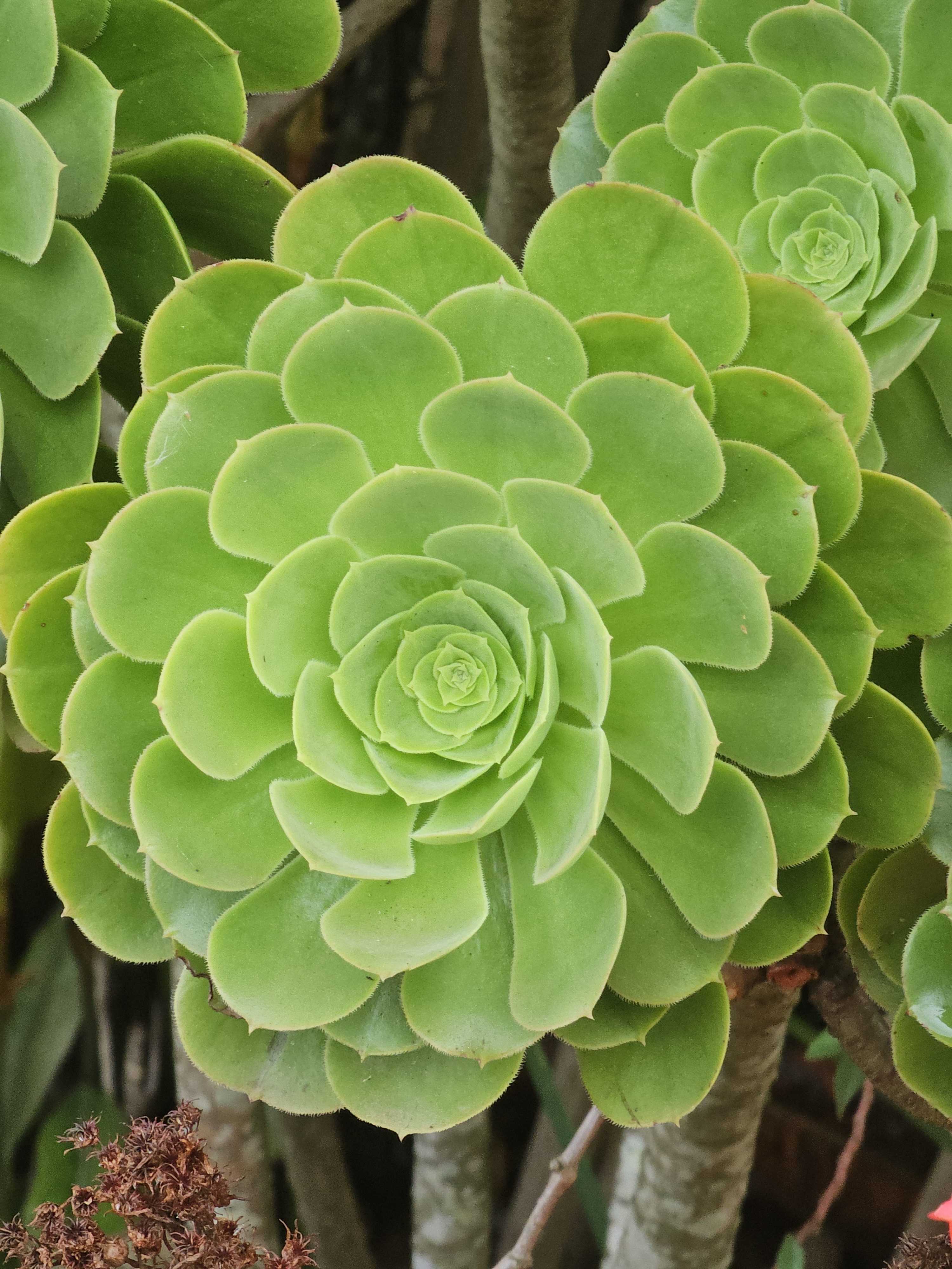 A close-up of a vibrant green Aeonium succulent, characterised by its symmetrical, rosette-shaped leaves. The leaves are tightly packed, creating a visually appealing, almost flower-like pattern. This plant, also known as the tree houseleek. Captured from Ooty, Tamil Nadu.