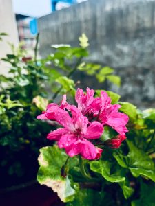 A close-up view of a vibrant pink flower with water droplets on its petals, surrounded by lush green leaves.