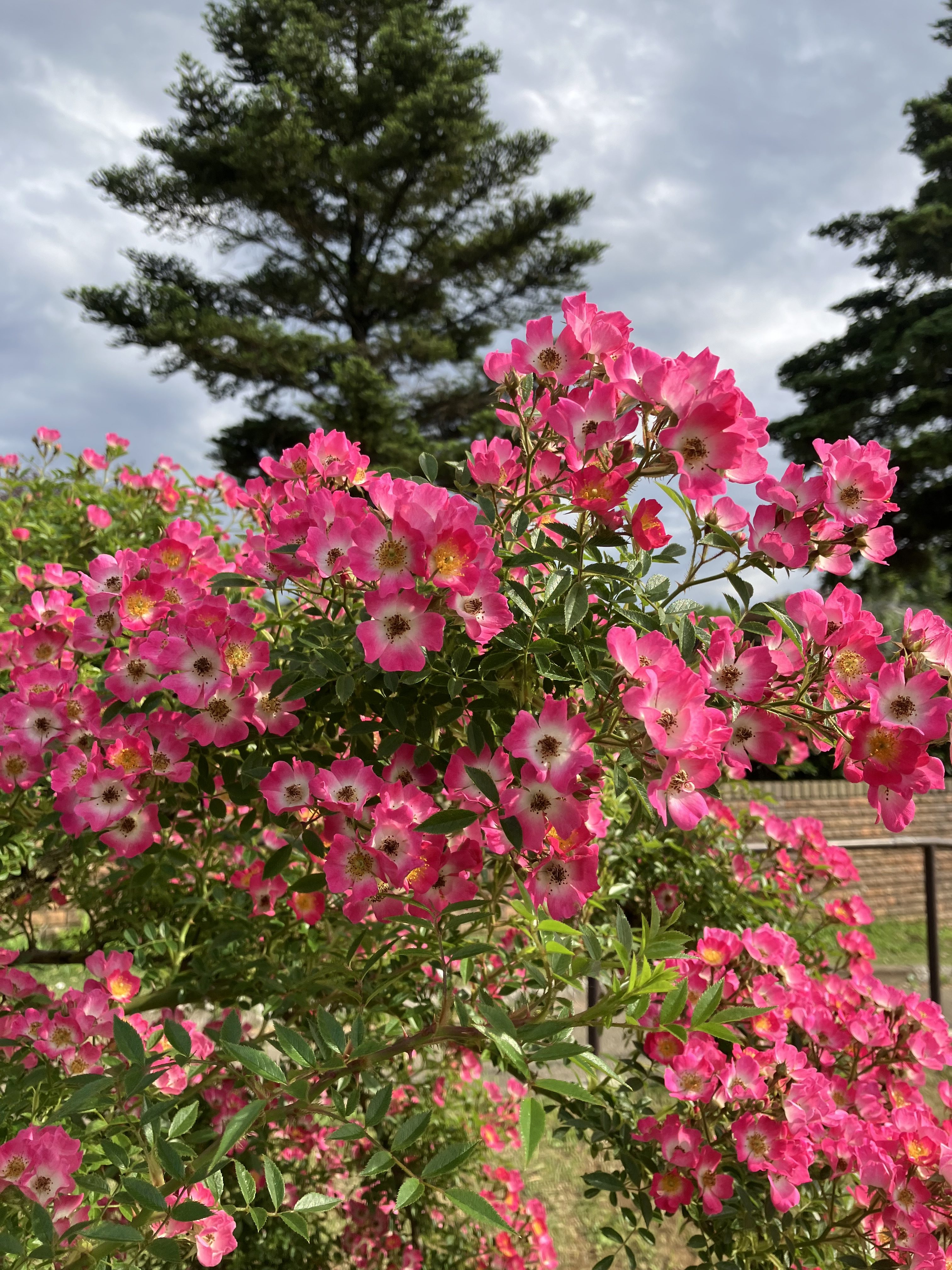 A vibrant cluster of pink flowers in full bloom, with delicate petals and yellow centers, surrounded by lush green foliage.