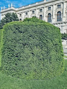 A rounded evergreen hedge stands before a grand classical building under a clear sky, captured in Vienna.