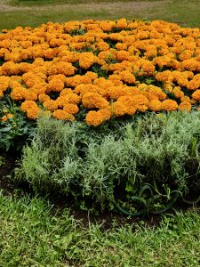 A vibrant flower bed of orange marigolds above lush green foliage, captured at the Government Botanical Garden, Ooty.