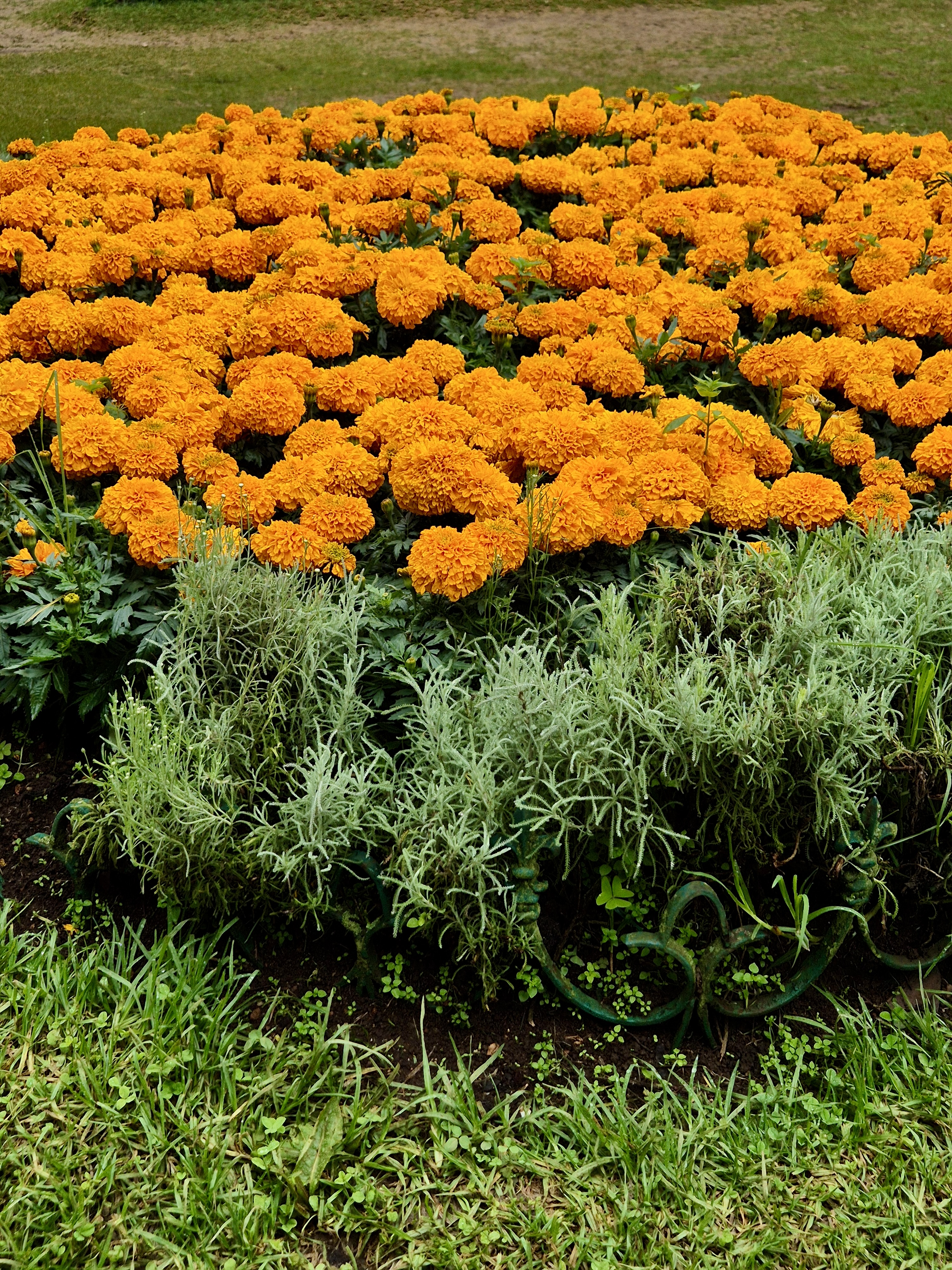 A vibrant flower bed of orange marigolds above lush green foliage, captured at the Government Botanical Garden, Ooty.