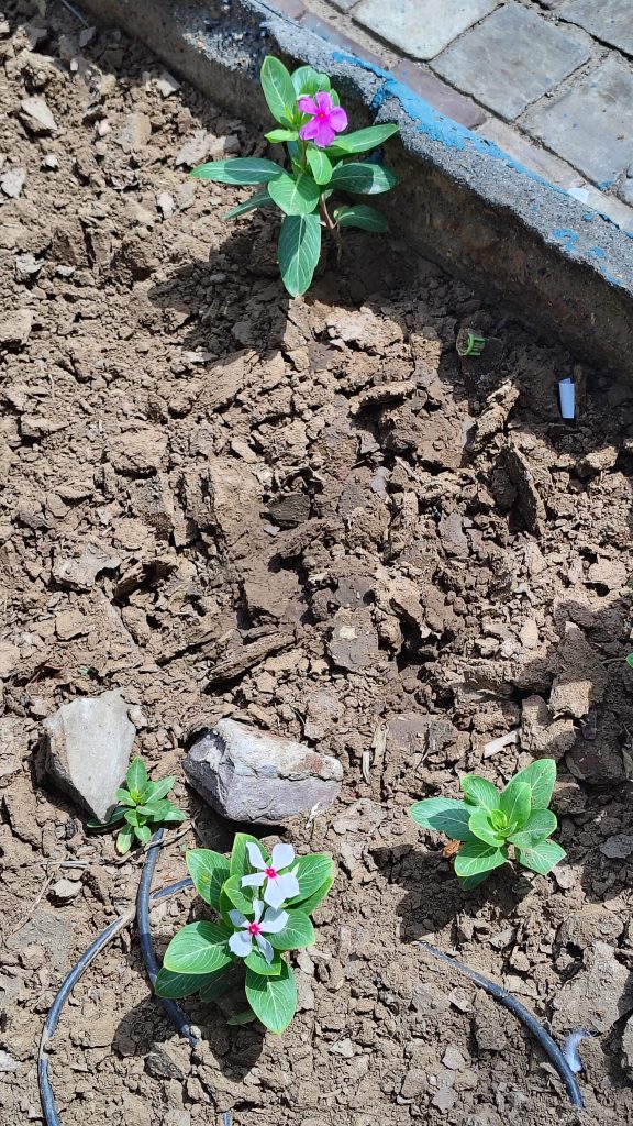 A patch of soil with several small plants, including one with pink flowers and another with white flowers featuring pink centers. Rocks are scattered throughout the dirt, and some irrigation tubing is visible in the soil.