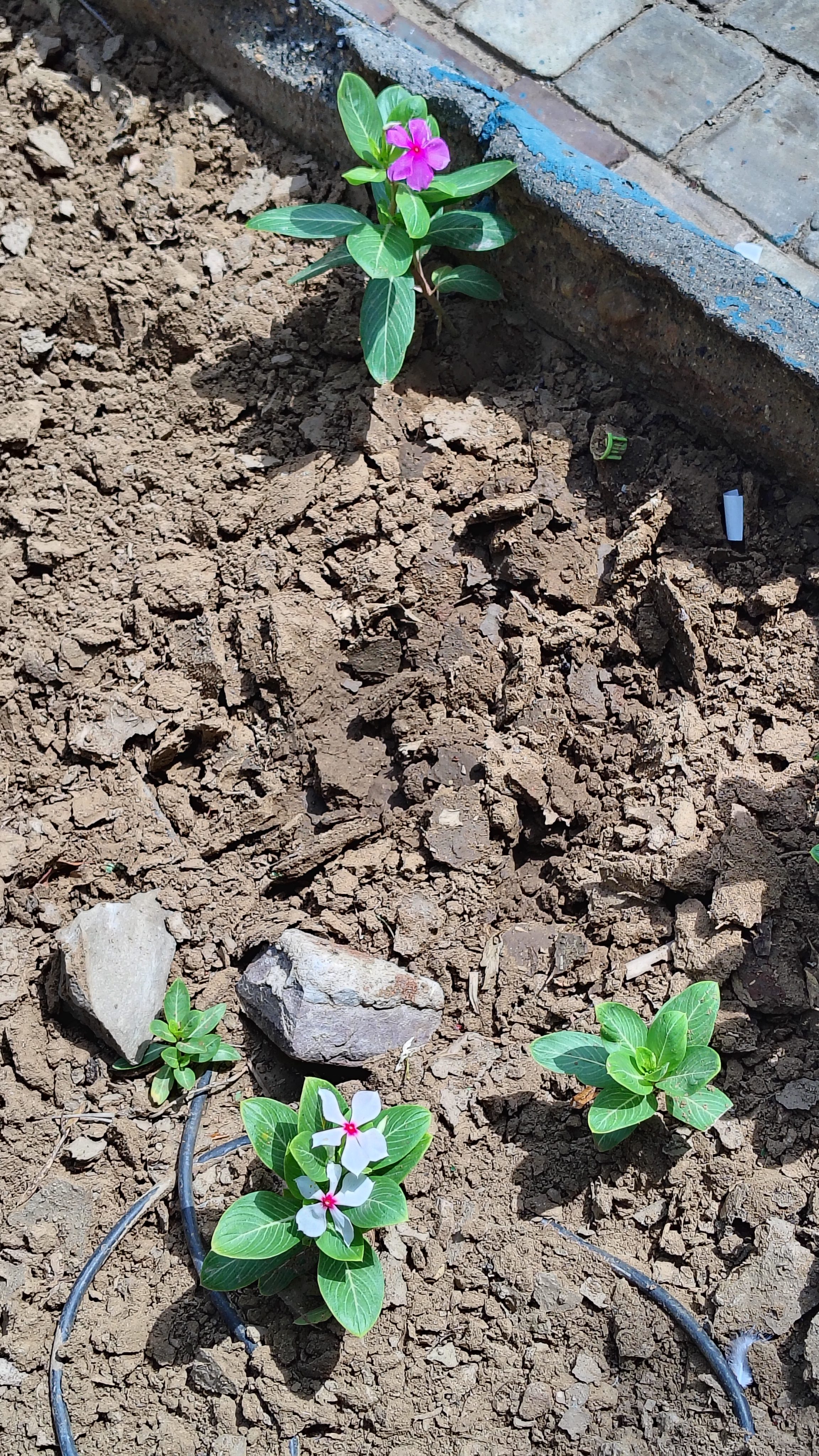 A patch of soil with several small plants, including one with pink flowers and another with white flowers featuring pink centers. Rocks are scattered throughout the dirt, and some irrigation tubing is visible in the soil.