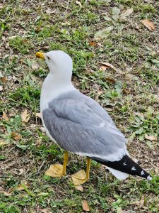 A white and grey seagull with yellow legs and beak stands on a patch of grass and dry leaves. The bird is facing left, with its head turned slightly to the right. Captured from Roman Forum, Italy.