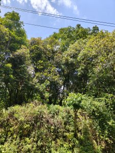 A vibrant scene of dense green foliage with a variety of trees, including a thick canopy overhead and underbrush below.