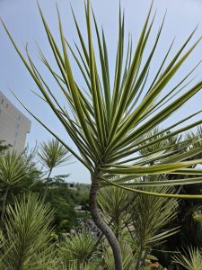 A close-up view of a tall, spiky green plant with long, narrow leaves that radiate outward, set against a clear blue sky.
