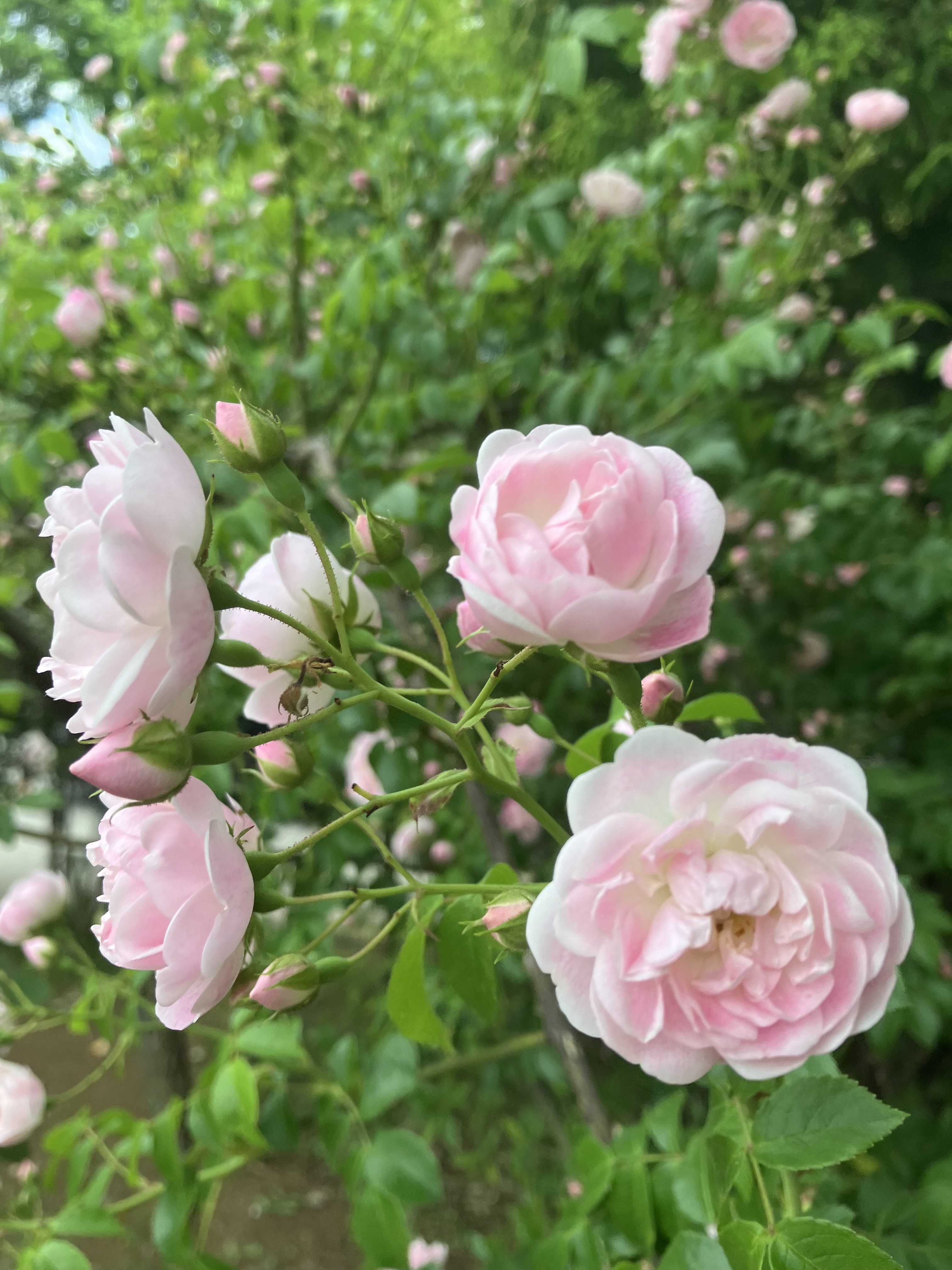 A close-up of delicate pink roses in bloom, showcasing multiple layers of soft petals.