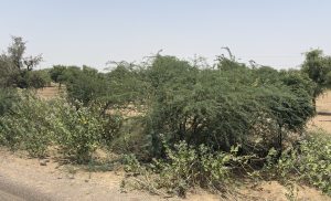 Semi-arid landscape characterized by sandy terrain, sparse vegetation, and a clear blue sky, likely taken in a region with a dry climate.