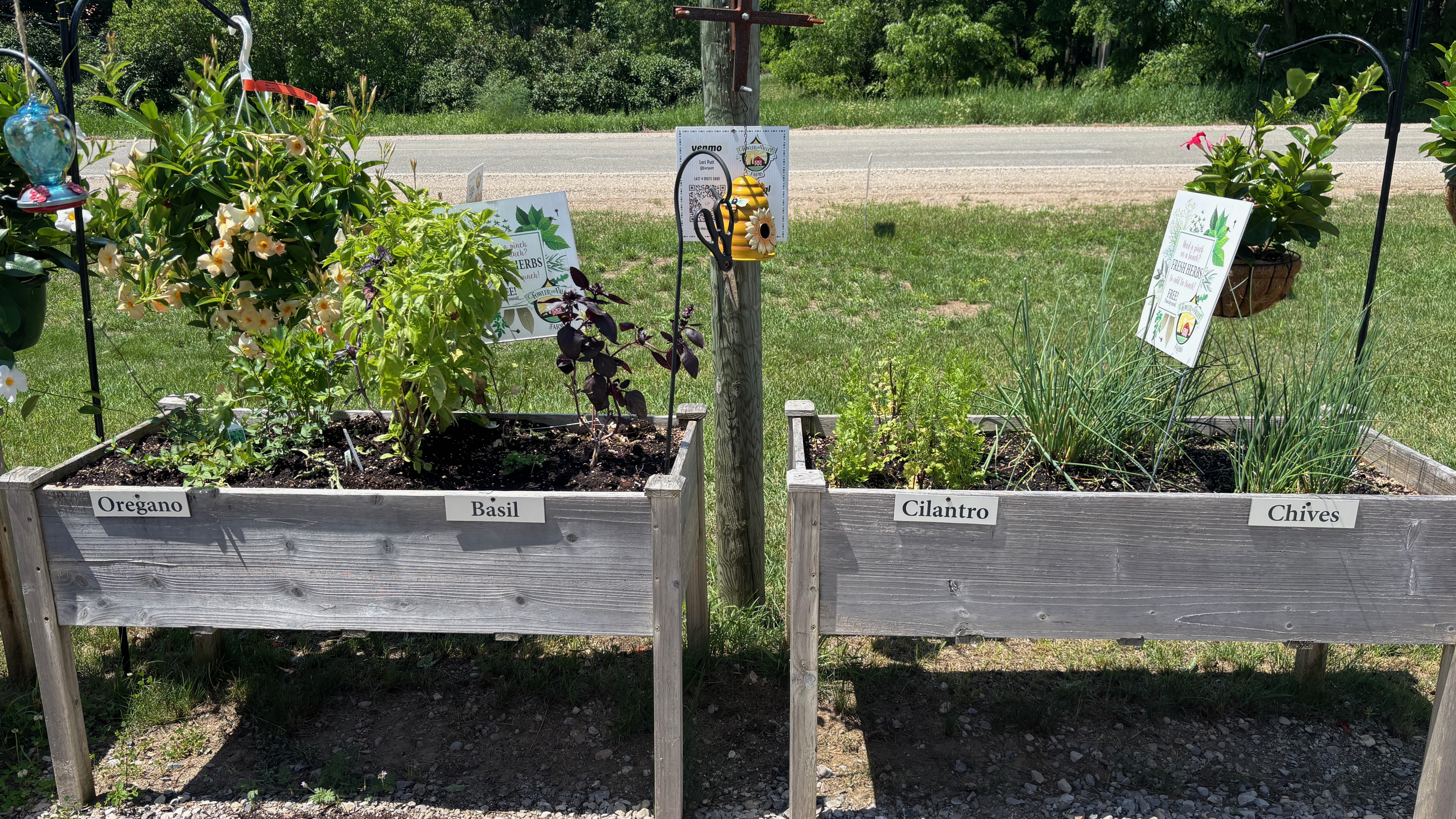 Raised wooden garden beds holding various herbs.