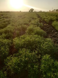The image shows a lush green agricultural field bathed in the golden light of the setting sun. The crops are short and densely planted, with visible furrows and cracked soil indicating dry conditions. In the distance, trees, power lines, and a hazy horizon create a peaceful rural landscape.